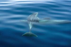 common dolphin jumping outside the ocean photo