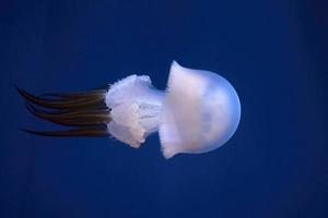 Rhopilema esculentum eatable edible flame jellyfish photo