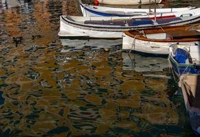 wild duck in Camogli houses reflection in the harbor water sea photo