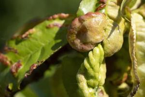 Taphrina deformans fungus on peach tree leaf photo