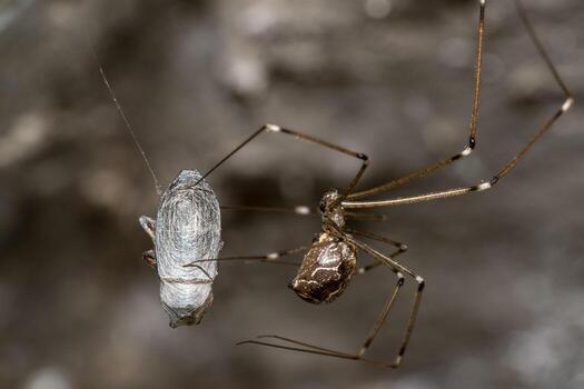 Spider while making cocoon on a fly trapped in the web photo