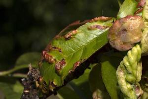 Taphrina deformans fungus on peach tree leaf photo