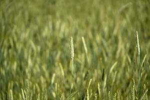 creciente detalle de campo de trigo verde foto