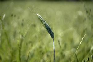 creciente detalle de campo de trigo verde