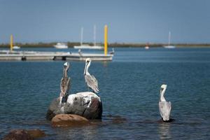 Pelicans on a rock photo
