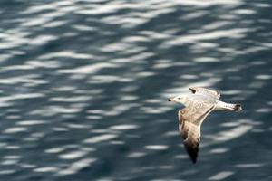 Seagull flying on the sea move effect photo