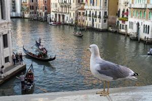seagull overlooking from rialto bridge in venice photo