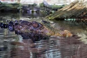 Crocodile Alligator cayman eye close up photo