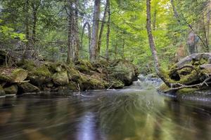 River in the forest photo