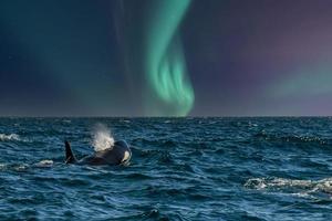 orca en el fondo de la aurora boreal foto
