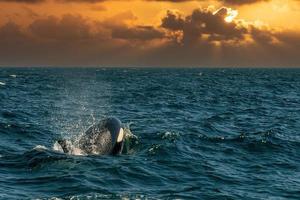 orca on sunset sky background photo