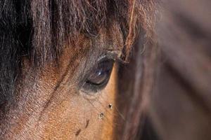 many flies fly on horse eye photo