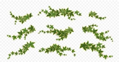 Ivy climbing vines with green plant leaves set vector