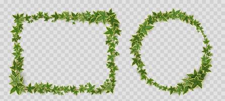 Ivy vines frames, borders of creeper twigs vector