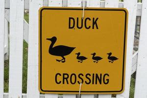 duck crossing yellow sign photo