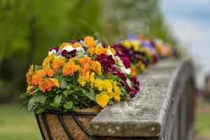 Flowers on wooden bridge photo