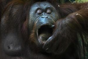 Orangutan monkey close up portrait while eating photo