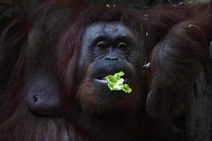 Orangutan monkey close up portrait while eating photo