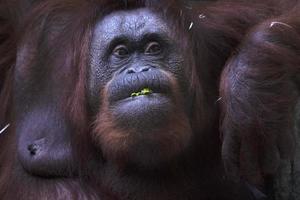 Orangutan monkey close up portrait while eating photo