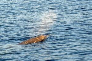 Rare Goose Beaked whale dolphin Ziphius cavirostris photo