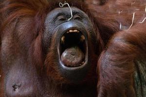 orangutan face portrait photo