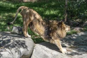 león macho africano mientras se estira foto