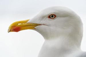 ojos de gaviota cerrar detalle foto