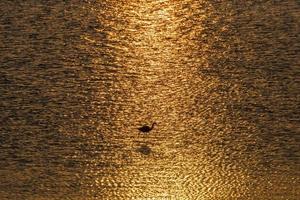 white egret hunting at sunset in the swamp photo