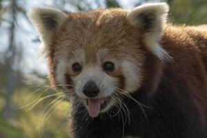lindo retrato de panda rojo foto