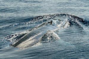 Fin whale damaged in ship collision propeller sign on body photo