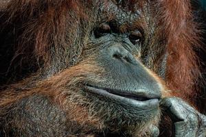 retrato de cara de orangután foto