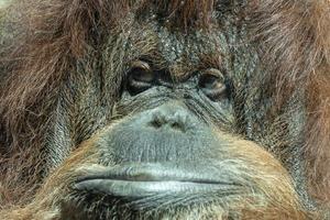 Orangutan monkey close up portrait photo