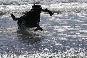 dog playing on the beach photo