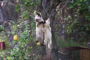 cat newborn kitty climbing on metallic net photo