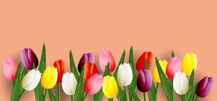 Multicolored tulips on calming coral  background vector