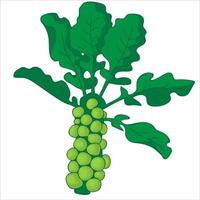 Brussel sprouts. Fresh and healthy food vector