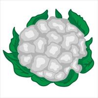 coliflor. comida fresca y saludable vector