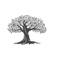 Olive tree vector illustration