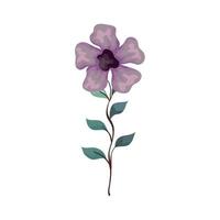 flower lilac color with branch and leaves, on white background vector