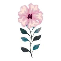 flower pink color with branch and leaves, on white background vector