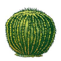 Color Round Desert Plant Cactus Ink Hand Drawn Vector