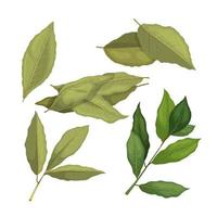 bay leaf spice herb set cartoon vector illustration