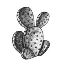 Opuntia Azurea Prickly Pear Cactus Ink Vector