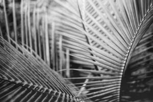 Abstract nature black and white palm leaf background, decorative macro view. Dramatic light, monochrome natural closeup. Exotic tropical pattern, beautiful backdrop, meditation spa, loneliness concept photo