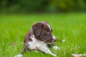 Adorable portrait of amazing healthy and happy black and white border collie puppy against foliage sunset light bokeh background. Adorable head shot portrait with copy space photo