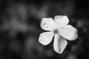 Artistic closeup of black and white phlox flower with rain drops. Dramatic meditational inspirational loneliness dark floral background. Blooming nature on abstract natural foliage. Exotic tropics photo