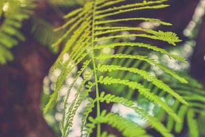 Beautiful abstract nature background, shallow depth of field. Green fern leaves on blurred nature background. Artistic garden foliage, bright blurred tropical background, soft colors, peaceful nature photo