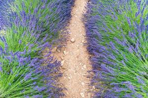 Peaceful summer nature landscape, flowers and meadow. Inspiratonal nature scenery. Lavender flower blooming scented fields in endless rows. Valensole plateau, Provence, France, Europe. photo