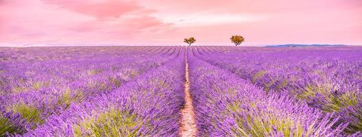 Panoramic view of French lavender field at sunset. Sunset over a violet lavender field in Provence, France, Valensole. Summer nature landscape. Lavender field at sunset, inspirational nature scenery photo