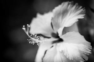 White hibiscus head with dark dramatic foliage on minimalist black background. Abstract black and white tropical nature closeup. Artistic floral macro, minimal composition, natural spring monochrome photo